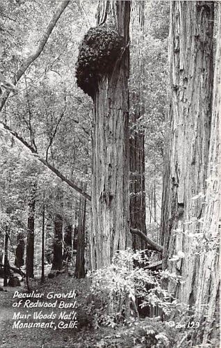 Muir Woods Ulusal Anıtı, Kaliforniya Kartpostalı